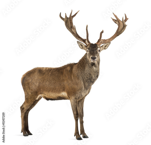 Leinwand Poster Red deer stag in front of a white background