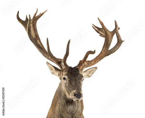 Fototapeta Naklejka Na Ścianę i Meble -  Close-up of a Red deer stag in front of a white background