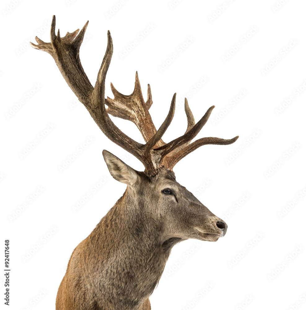 Close-up of a Red deer stag in front of a white background