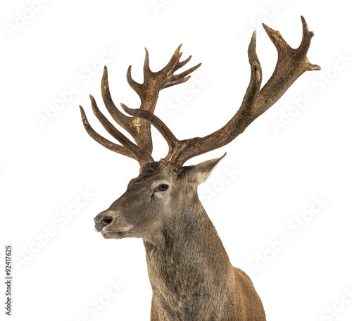 Close-up of a Red deer stag in front of a white background © Eric Isselée