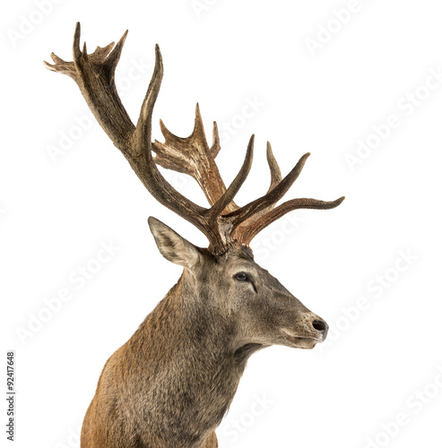 Fototapeta Naklejka Na Ścianę i Meble -  Close-up of a Red deer stag in front of a white background