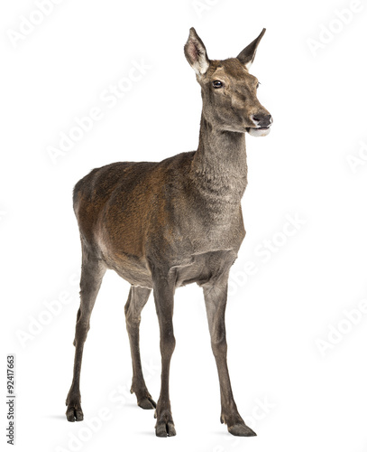 Female red deer in front of a white background © Eric Isselée