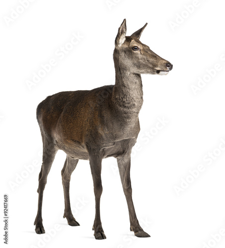 Female red deer in front of a white background © Eric Isselée