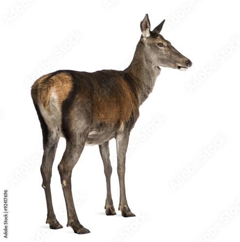 Female red deer in front of a white background