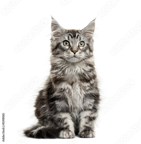 Fototapeta Naklejka Na Ścianę i Meble -  Maine coon kitten in front of white background