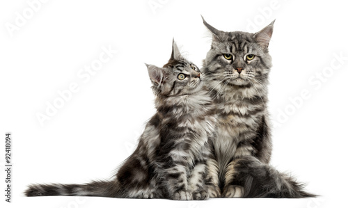 Maine coon kitten and mother in front of white background