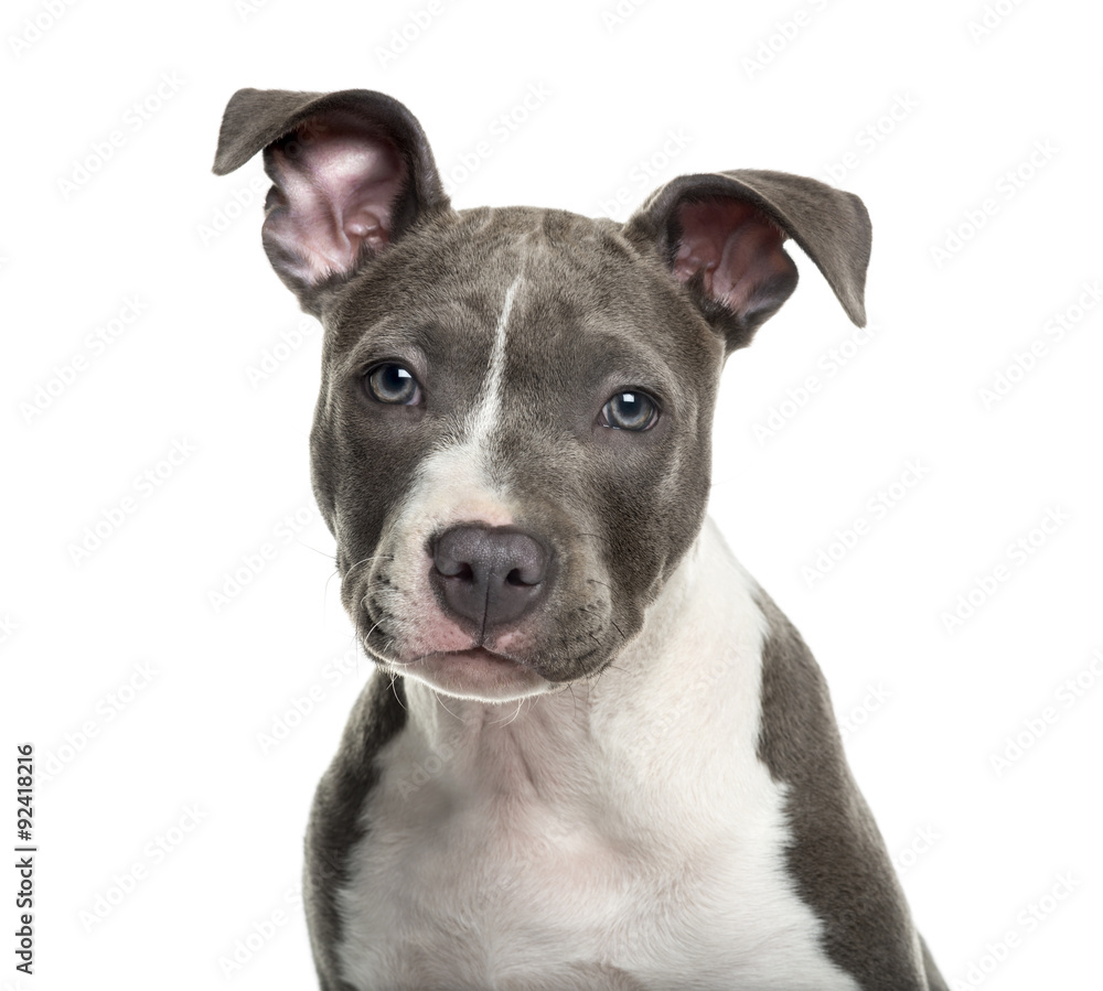 American Staff puppy in front of white background American Staff puppy in front of white background