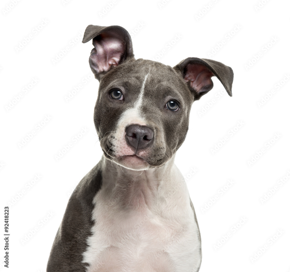 American Staff puppy in front of white background