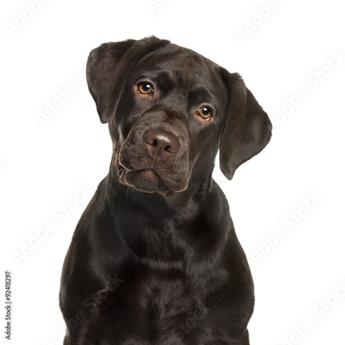 Fototapeta Naklejka Na Ścianę i Meble -  Labrador in front of white background