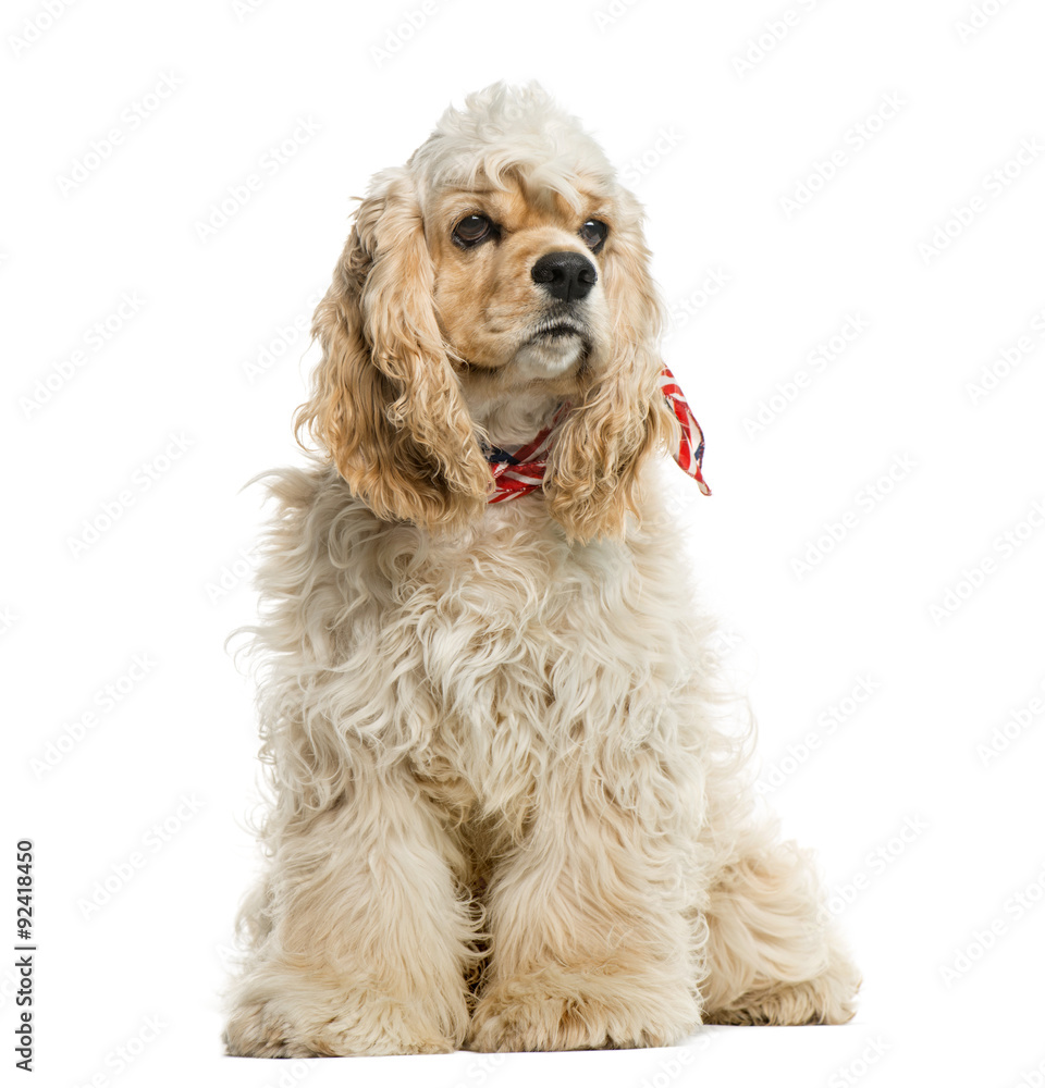 American cocker spaniel in front of white background American cocker spaniel in front of white background