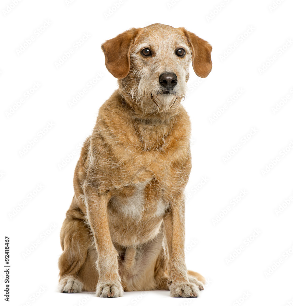 Crossbreed in front of white background