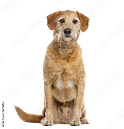 Fototapeta Naklejka Na Ścianę i Meble -  Crossbreed in front of white background