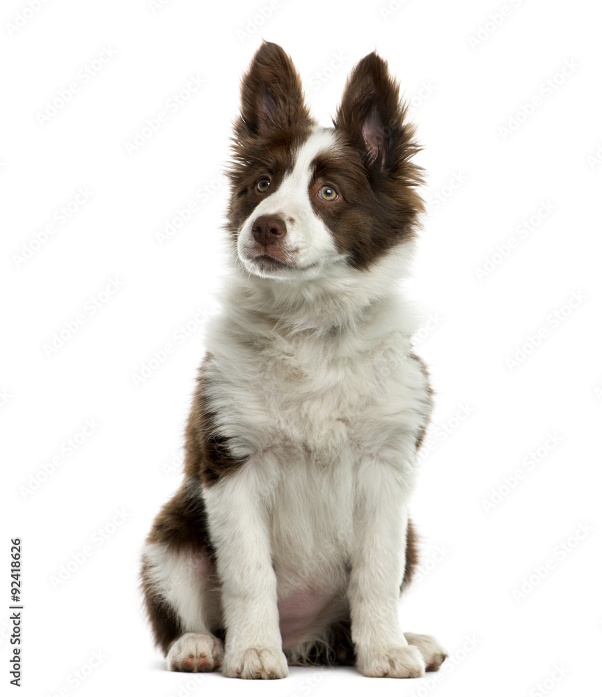 Border Collie in front of white background