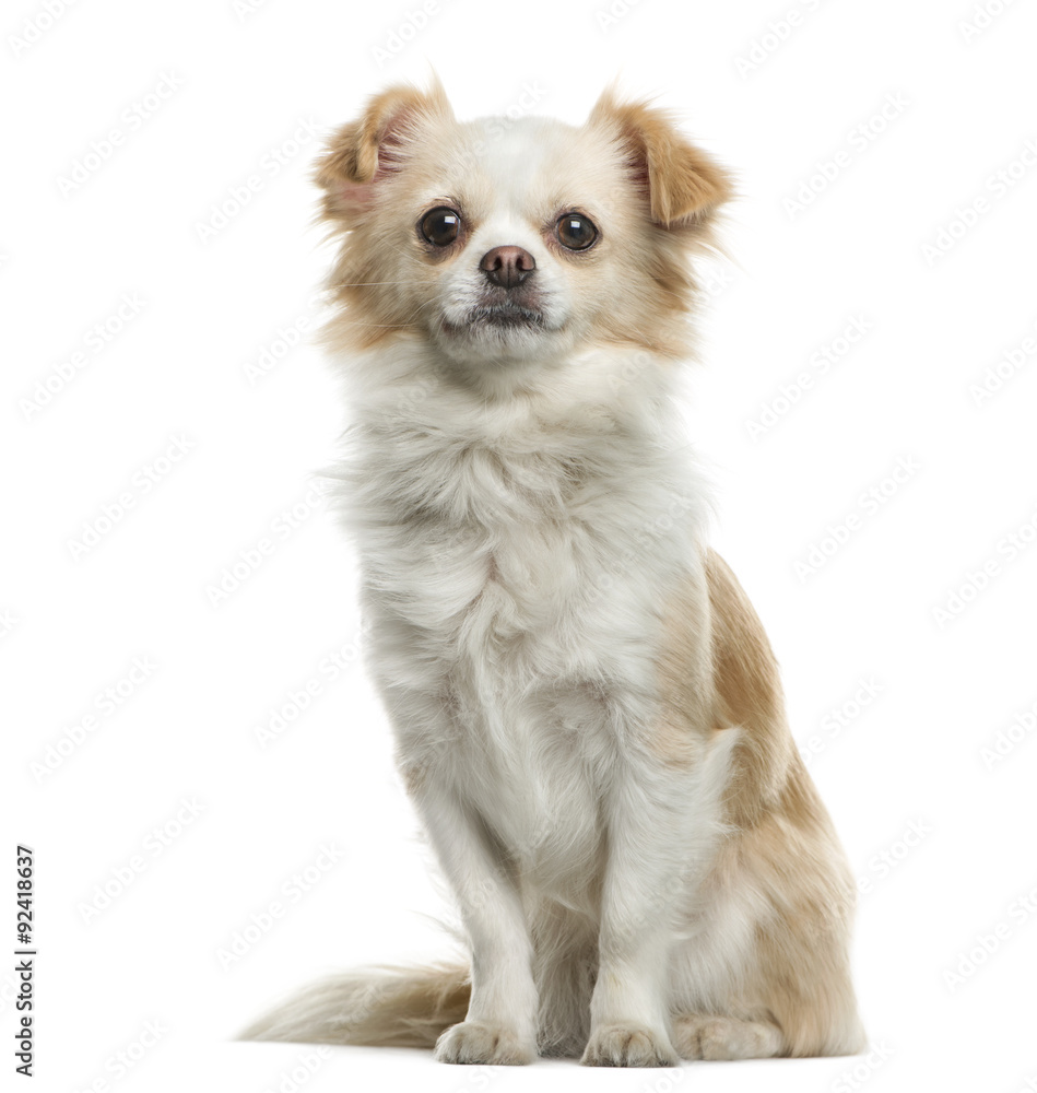 Chihuahua in front of white background