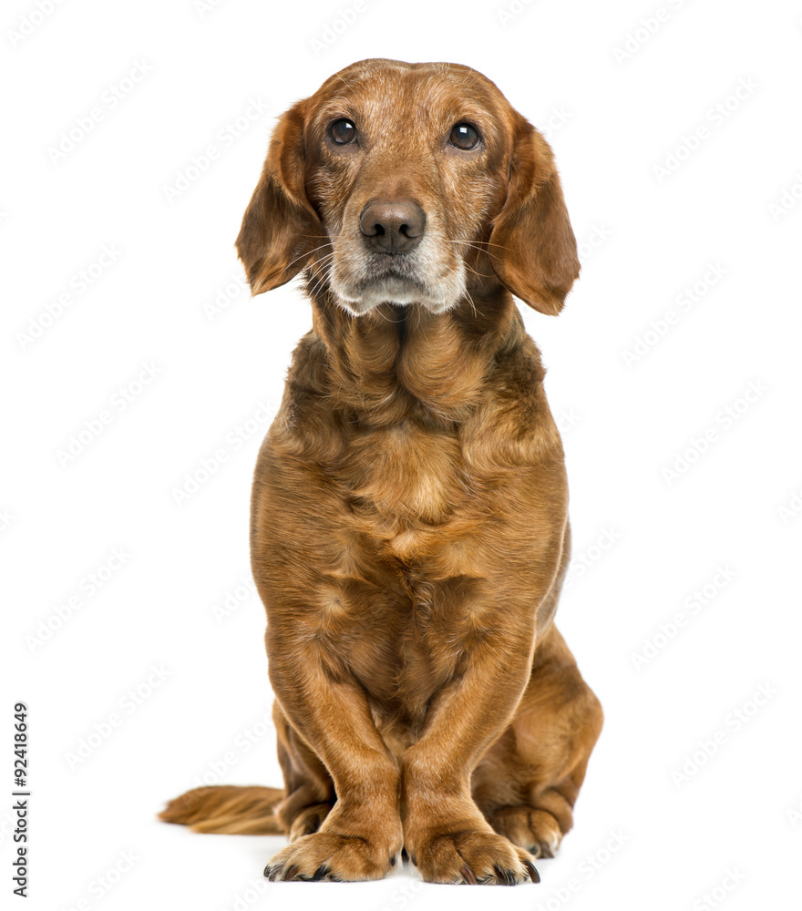 Crossbreed dog in front of white background