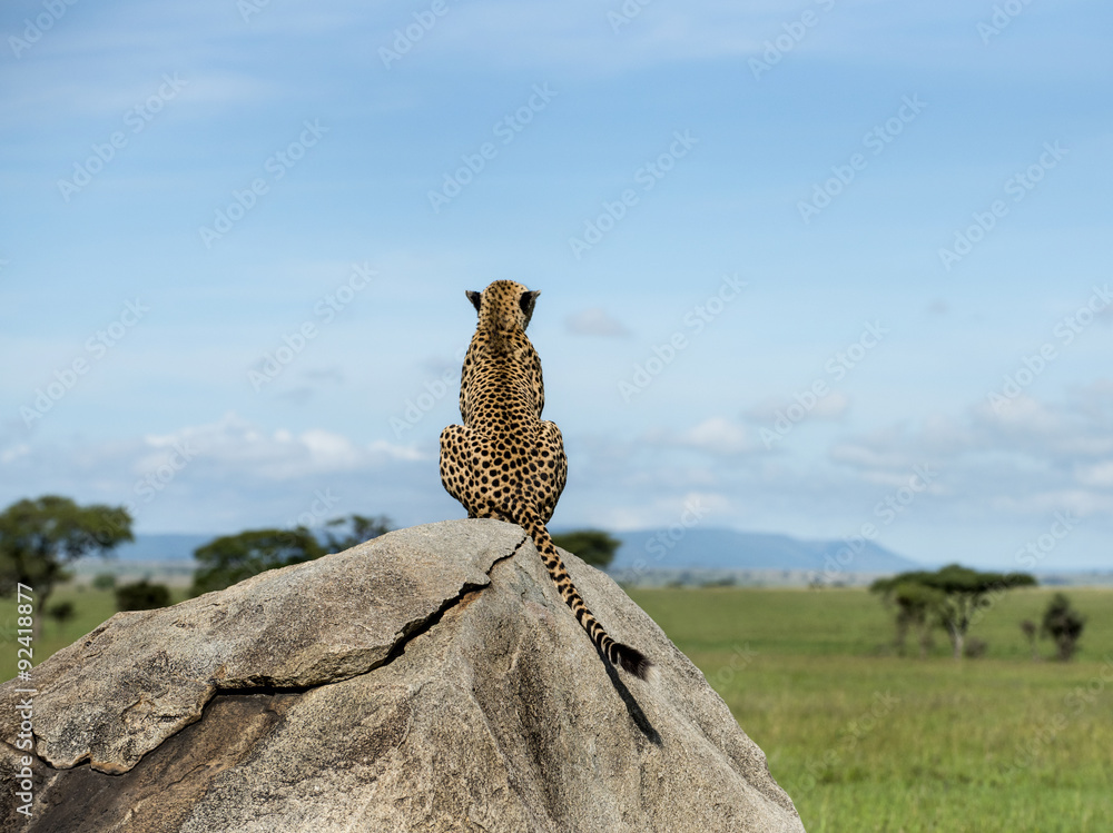 Cheetah sitting on a rock and looking away, Serengeti, Tanzania - obrazy, fototapety, plakaty 
