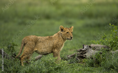 Lion cub standing  Serengeti  Tanzania