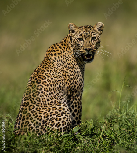 Leopard sitting, Serengeti, Tanzania