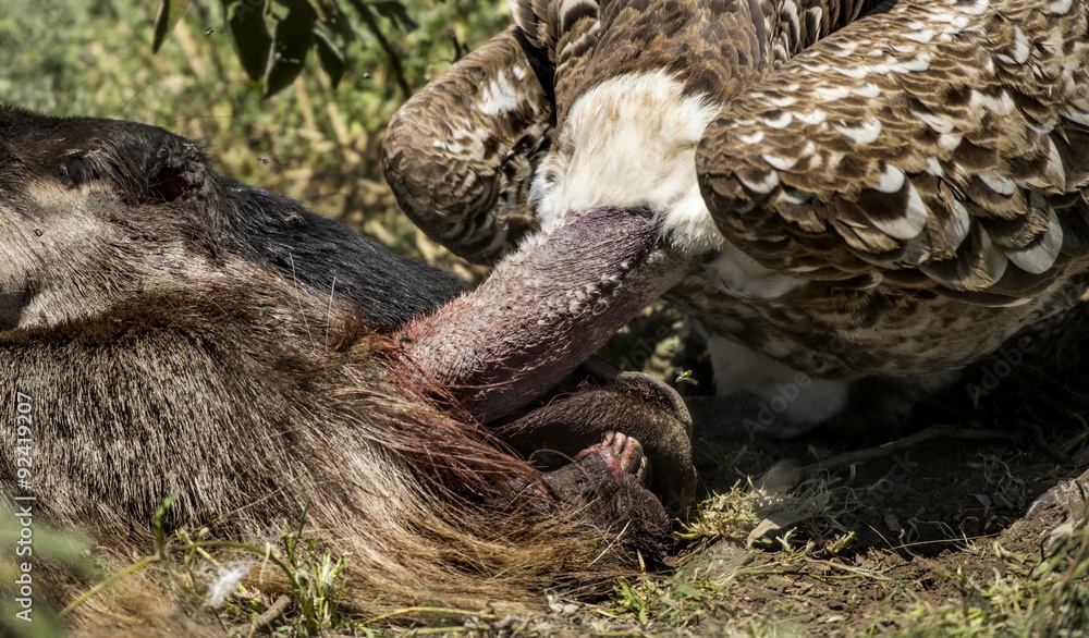 Ruppells Vulture eating, Serengeti, Tanzania Ruppells Vulture eating, Serengeti, Tanzania