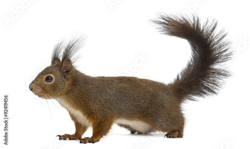 Red squirrel in front of a white background © Eric Isselée