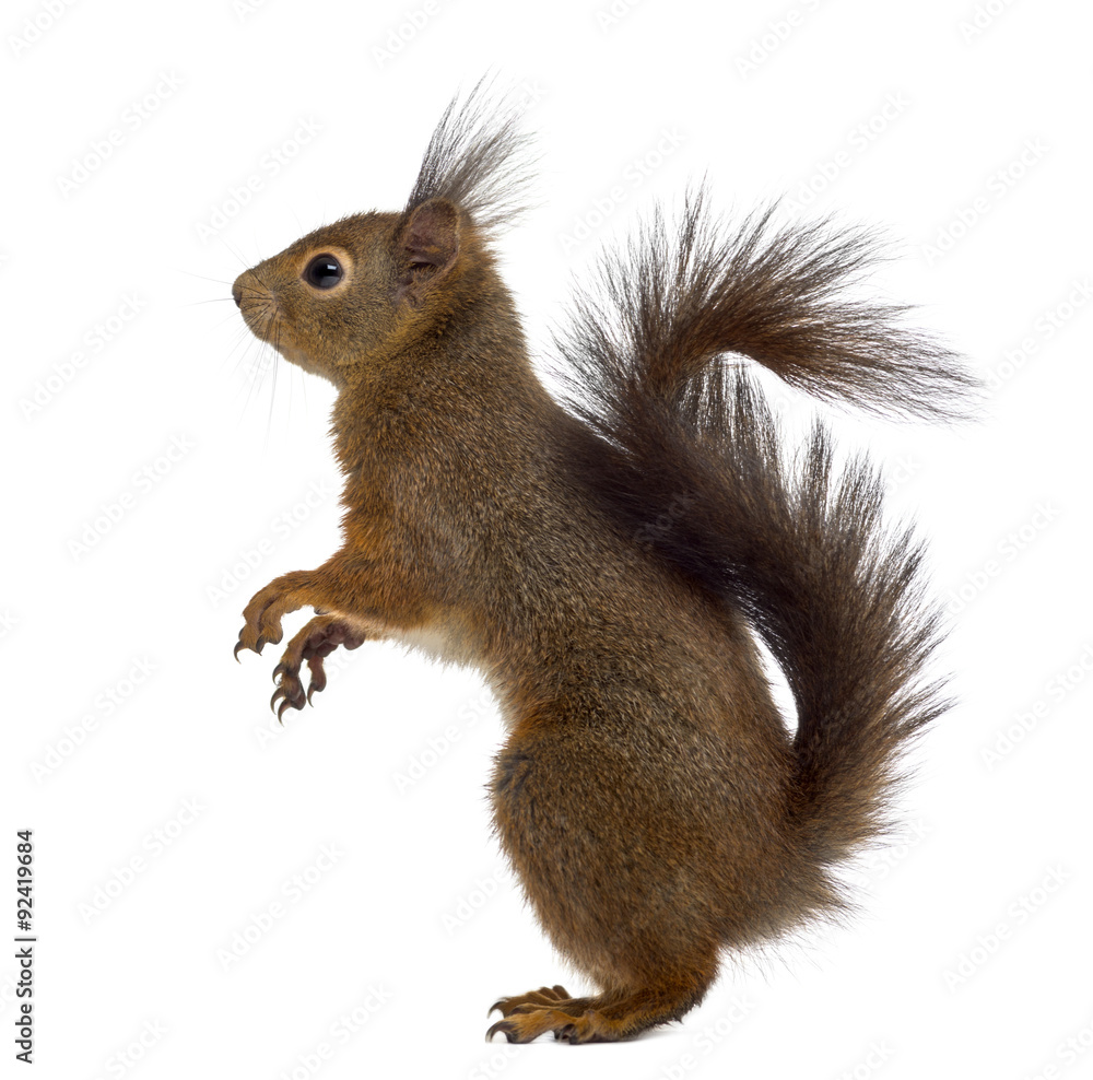 Fototapeta premium Red squirrel in front of a white background