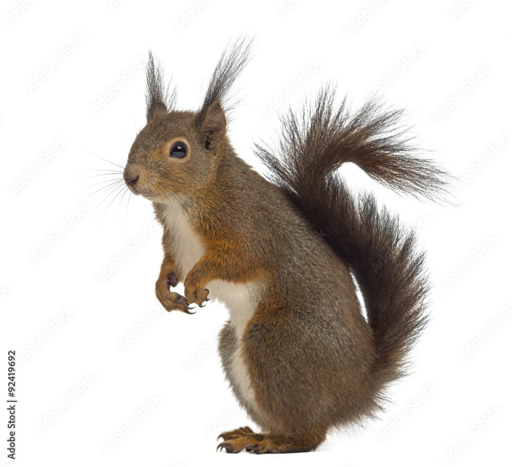 Obraz premium Red squirrel in front of a white background