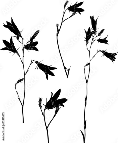 four black campanula flowers sketches on white