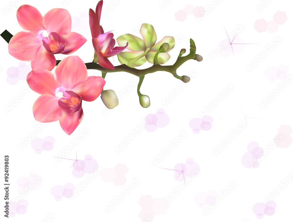 red orchids on light background