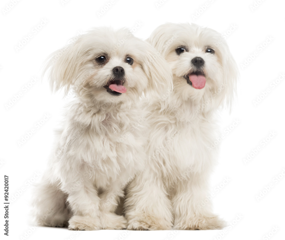 Two Malteses in front of a white background