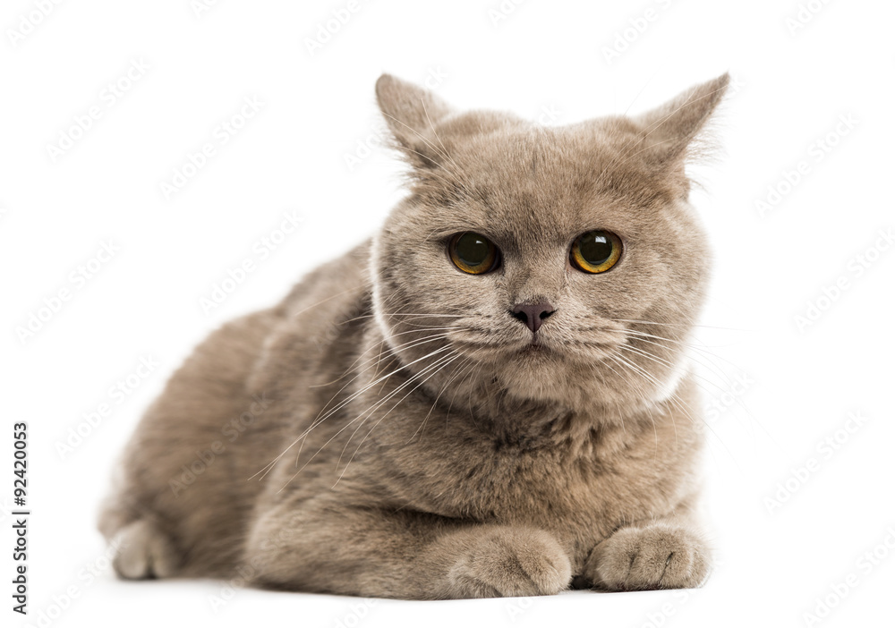 British shorthair lying in front of a white background