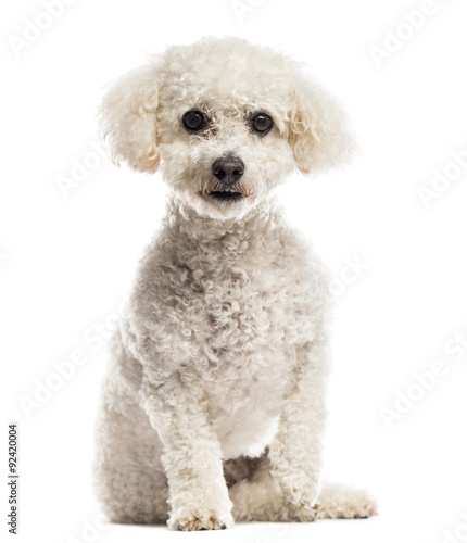 Maltese in front of a white background