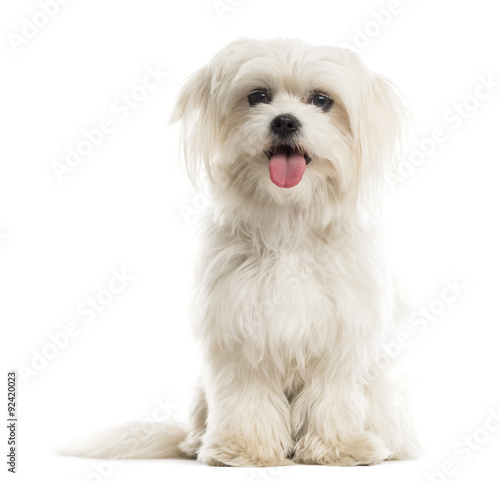 Maltese in front of a white background