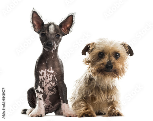 Fototapeta Naklejka Na Ścianę i Meble -  Chinese crested dog puppy and yorkshire terrier sitting