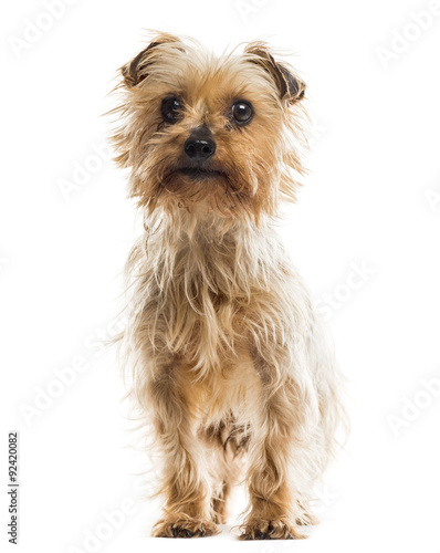 yorkshire terrier sitting in front of a white background