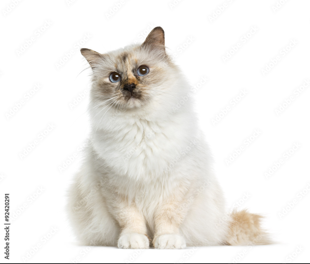 Birman (4 years old) sitting in front of a white background