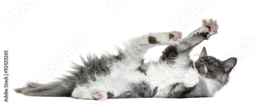 Maine Coon kitten (4 months old) lying and playing