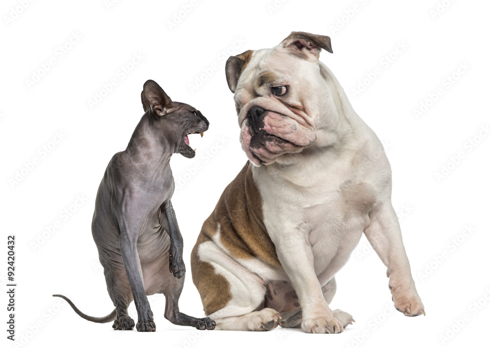 Obraz premium Sphynx hissing at an English Bulldog sitting