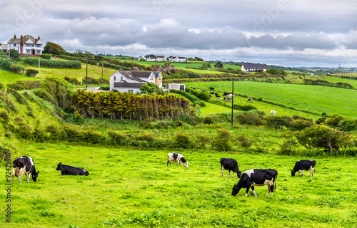 Фотография Herd of cows in pasture in County Antrim of Northern Ireland