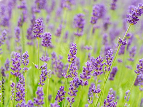 Field of lavender