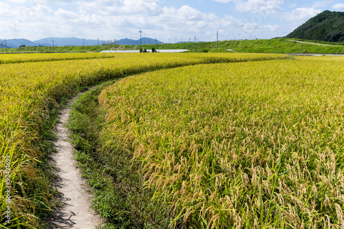 Walking path though the paddy rice