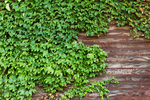 Green creeper over the wooden plank © leungchopan