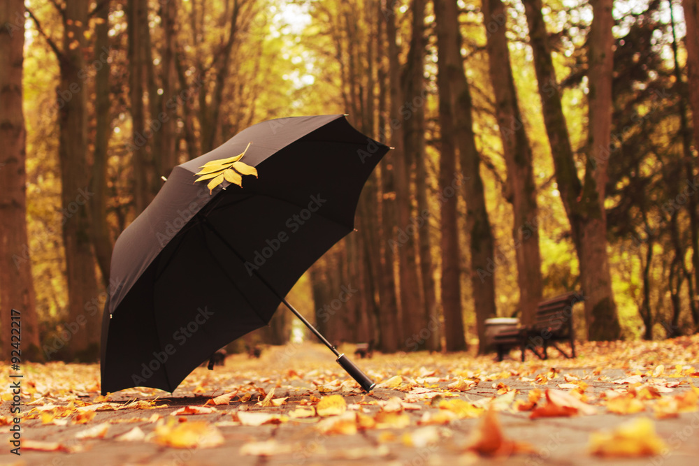 umbrella with an autumn leaf in the alley in the park
