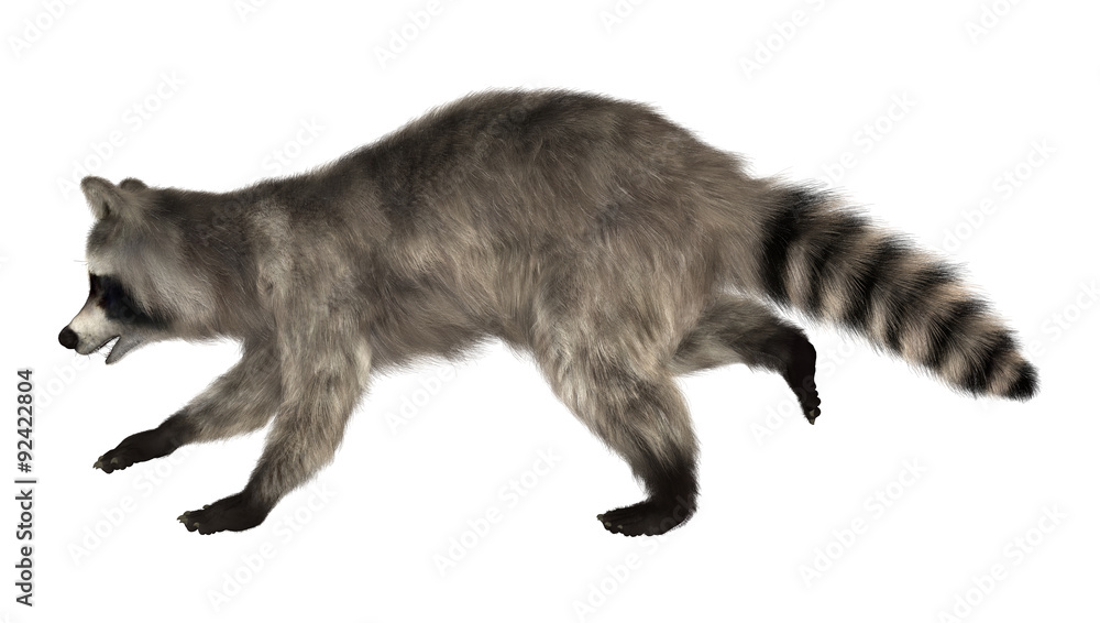 Obraz premium Raccoon