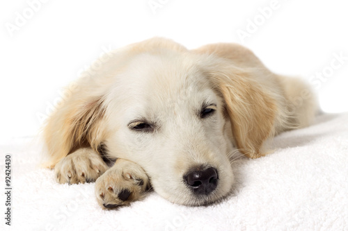 labrador puppy sleeping