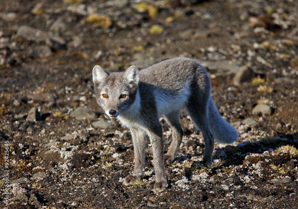 Arctic fox in summer season Arctic fox in summer season