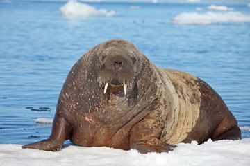 Crédence de cuisine Cercle polaire Walrus cow on ice floe   © Vladimir Melnik