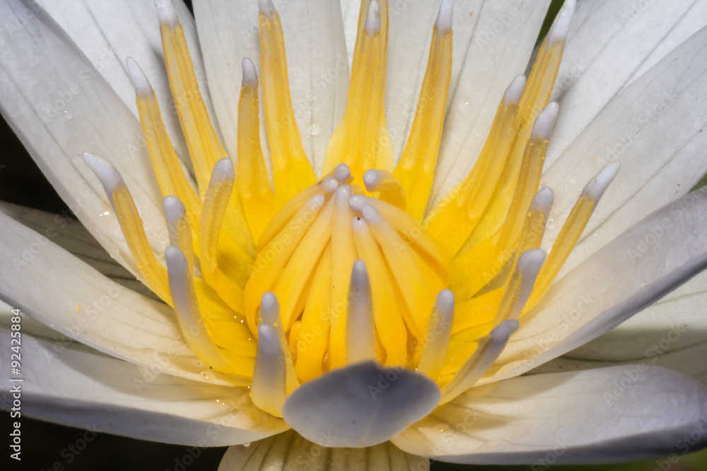 Obraz premium Beautiful white lotus close up