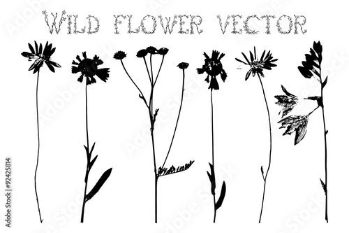 Silhouettes of wild flowers and leaves vector