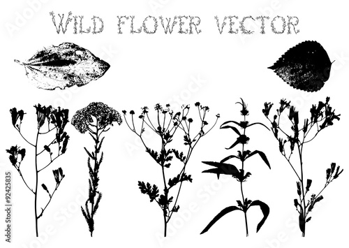 Silhouettes of wild flowers and leaves vector