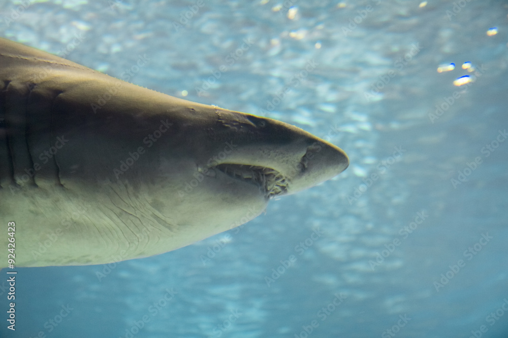 Fototapeta premium Hai im Aquarium Barcelona